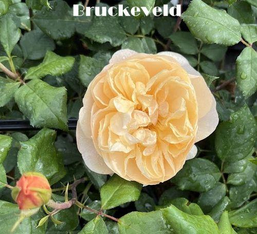 Rosa (Rom)  'Roald Dahl'®