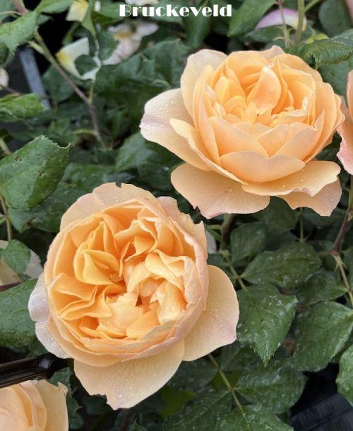 Rosa (Rom)  'Roald Dahl'®