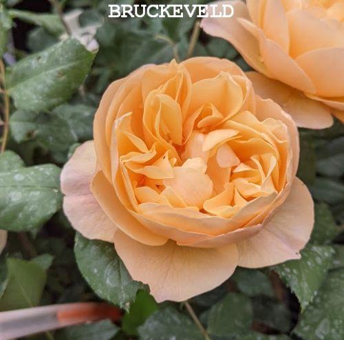 Rosa (Rom)  'Roald Dahl'®