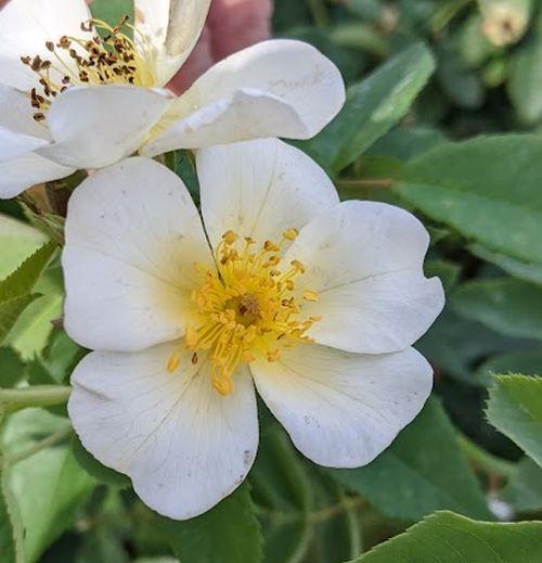 Rosa (H)  'Rosalita'