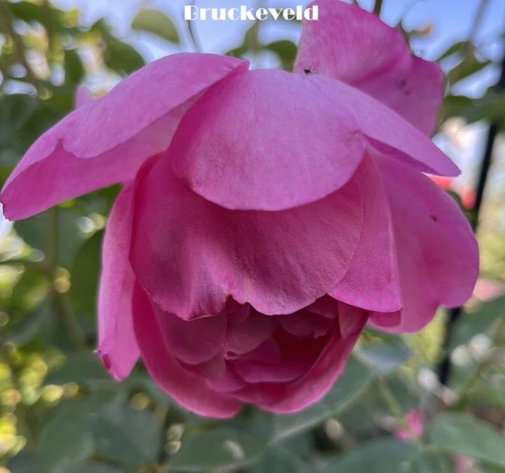 Rosa (Rom)  'Royal Jubilee'®