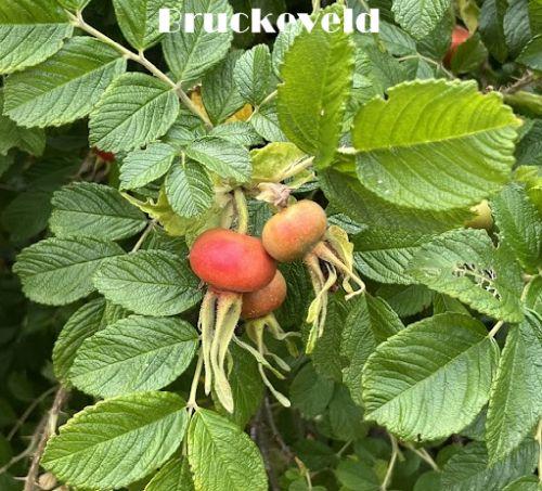 Rosa rugosa 'Rubra'