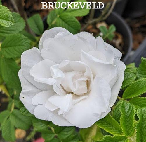 Rosa rugosa  'Alba'