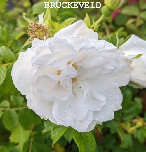 Rosa rugosa  'Blanc Double de Coubert'