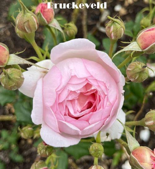 Rosa (Rom)  'Scepter d'Isle'®