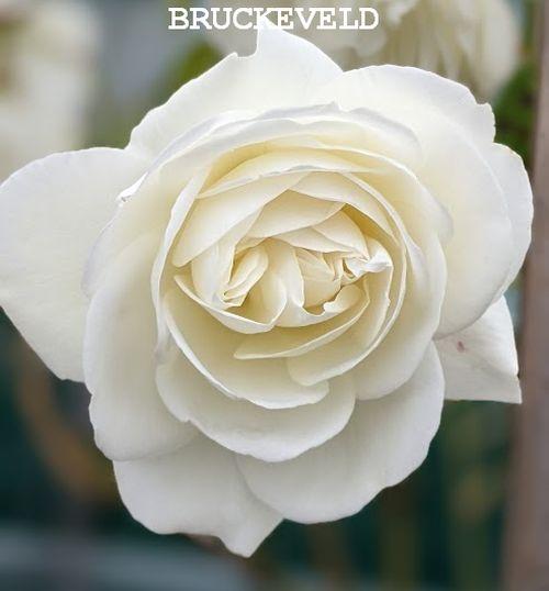 Rosa (trosroos) ' Schneewittchen' ® (Iceberg)