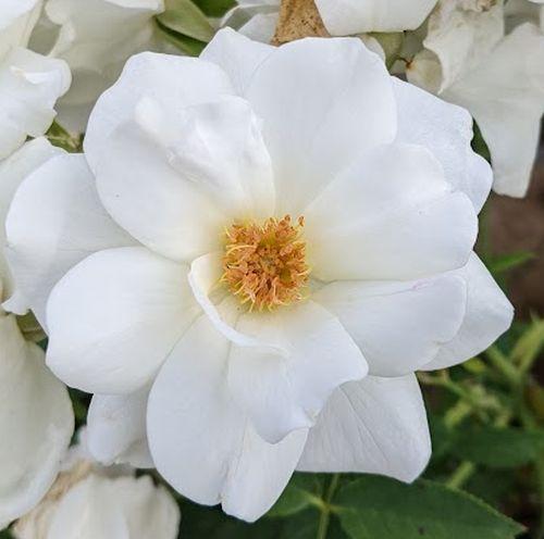 Rosa (Klimroos)  'Clim. Schneewittchen' ®