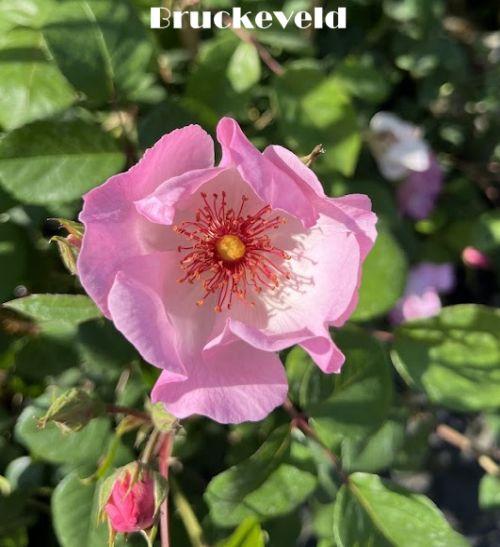 Rosa (klimroos)  'Sourire d' Isabelle'®