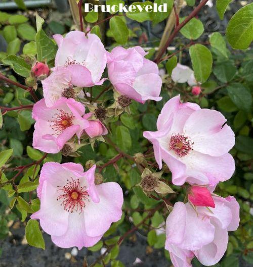 Rosa (klimroos)  'Sourire d' Isabelle'®