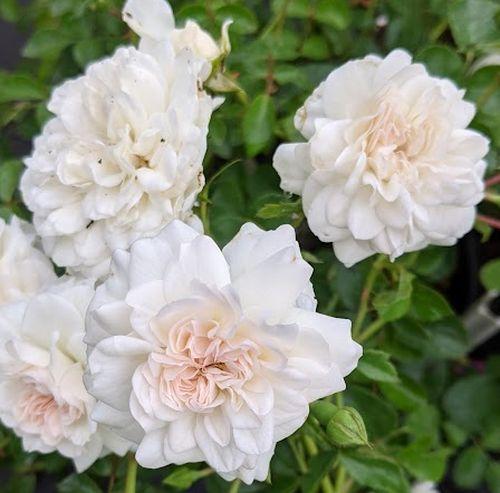 Rosa (mini) ' Swany' ®