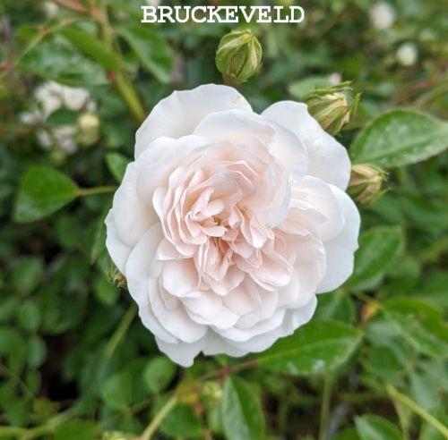 Rosa (mini) ' Swany' ®