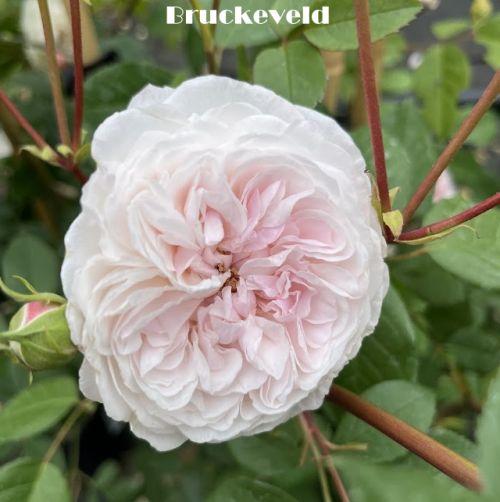 Rosa (klimroos)  'The Albrighton Rambler'