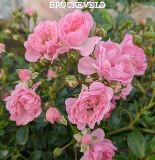 Rosa (mini) ' The Fairy'