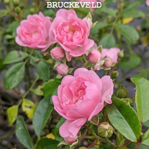 Rosa (stamroos)  'The Fairy'