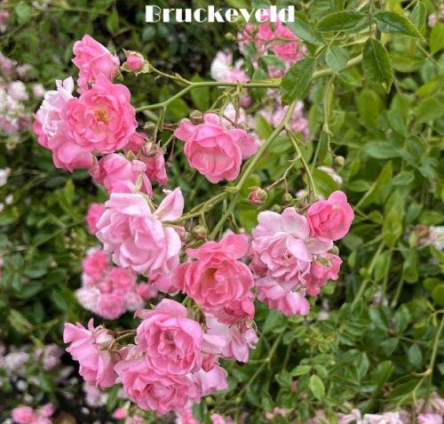 Rosa (stamroos)  'The Fairy'