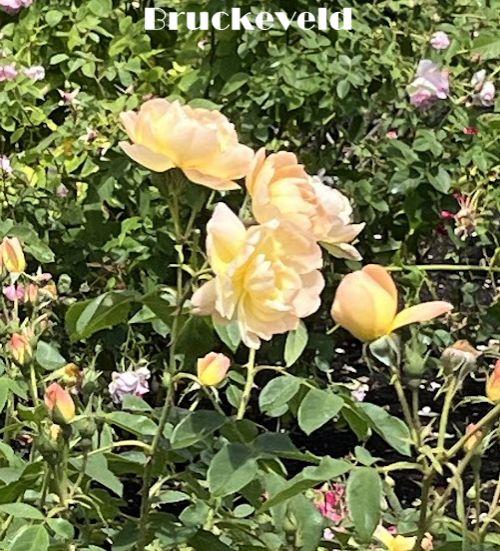 Rosa (Rom)  'The Lark Ascending Rose'®