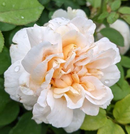 Rosa (Rom)  'The Lark Ascending Rose'®
