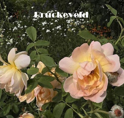 Rosa (Rom)  'The Lark Ascending Rose'®