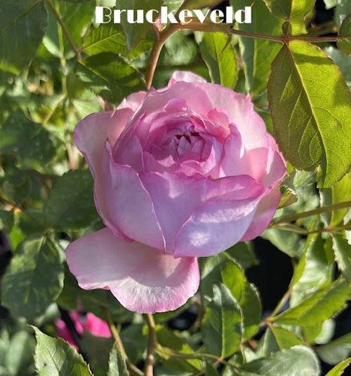 Rosa (Rom)  'The Mill on the Floss'®