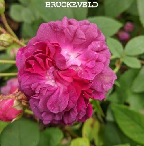 Rosa (H)  'Tuscany Superb'