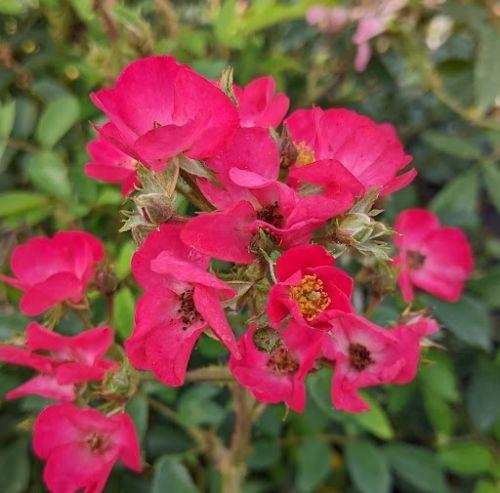 Rosa (H)  'Vif Eclat'®