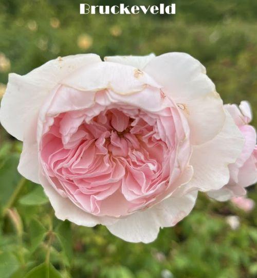 Rosa (Rom)  'Wisley 2008'®