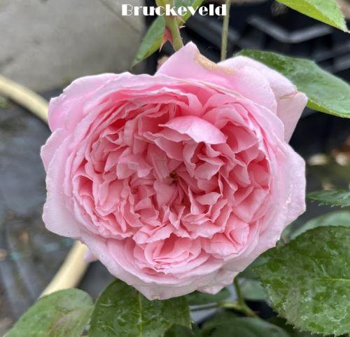 Rosa (Rom)  'Wisley 2008'®