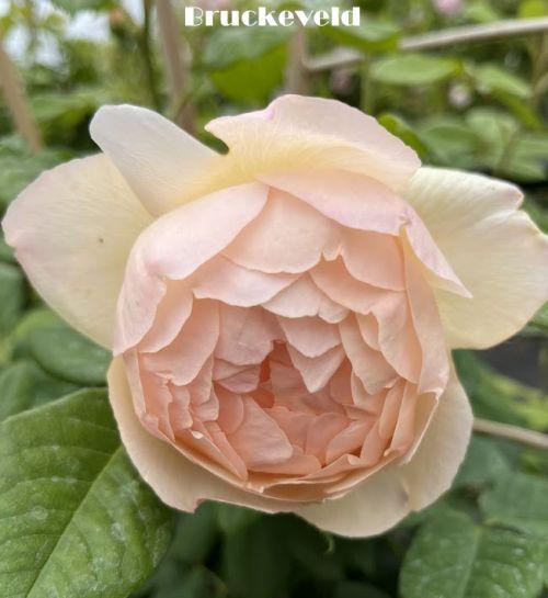 Rosa (klimroos)  'Wollerton Old Hall'®