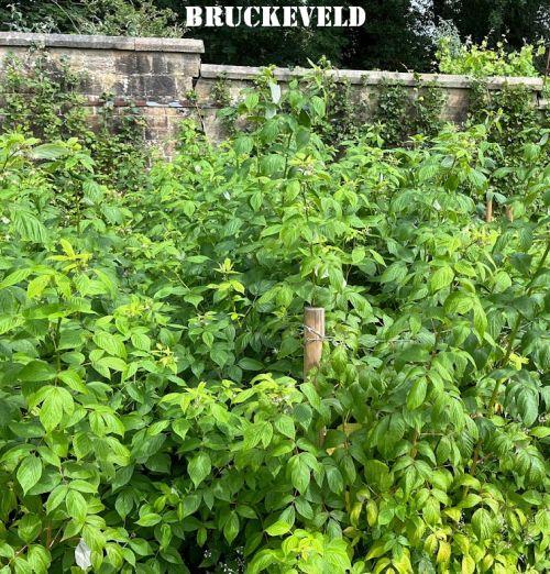 Rubus idaeus 'Autumn Bliss'  HERFSTFRAMBOOS