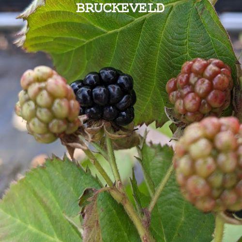Rubus occi. 'Black Jewel'  ZWARTE FRAMBOOS