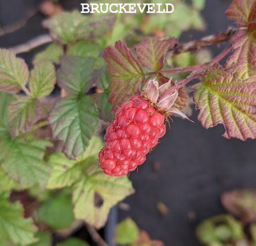 Rubus 'Tayberry' braam framboos