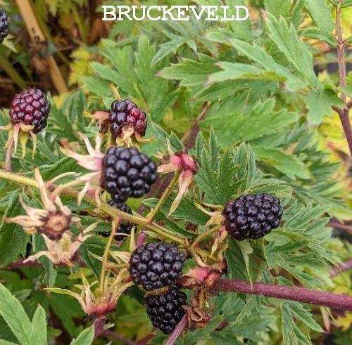Rubus fru. 'Thornless Evergreen'  (DOORNLOZE BRA