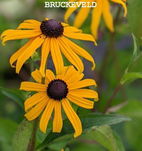 Rudbeckia fulgida 'City Garden'
