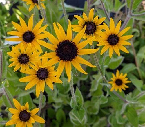 Rudbeckia fulgida var. deamii