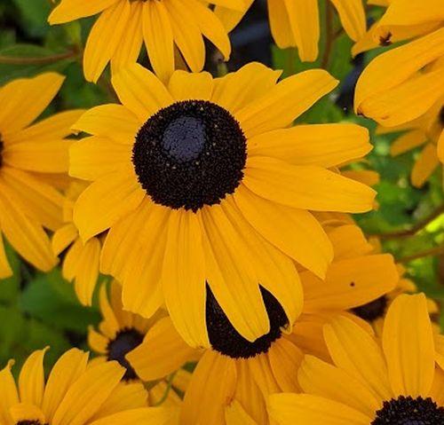 Rudbeckia fulgida 'Goldsturm'