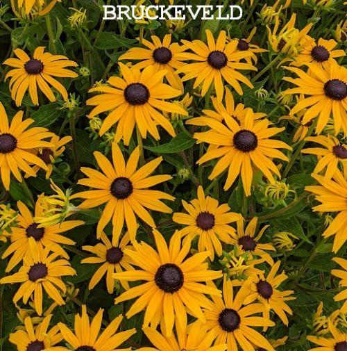 Rudbeckia fulgida 'Goldsturm'