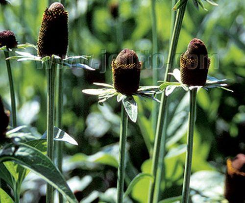 Rudbeckia occidentalis 'Green Wizard'