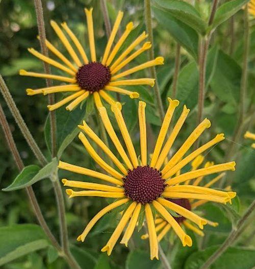 Rudbeckia subtomentosa 'Henry Eilers'