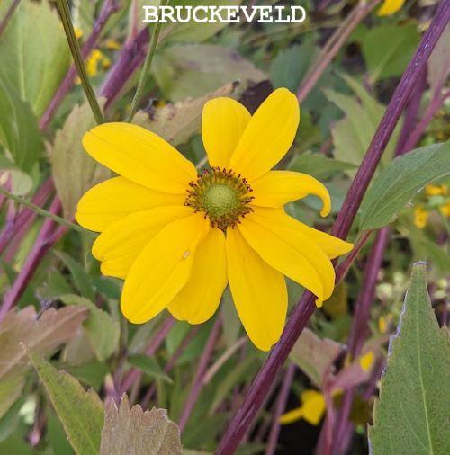 Rudbeckia nitida 'Herbstsonne'