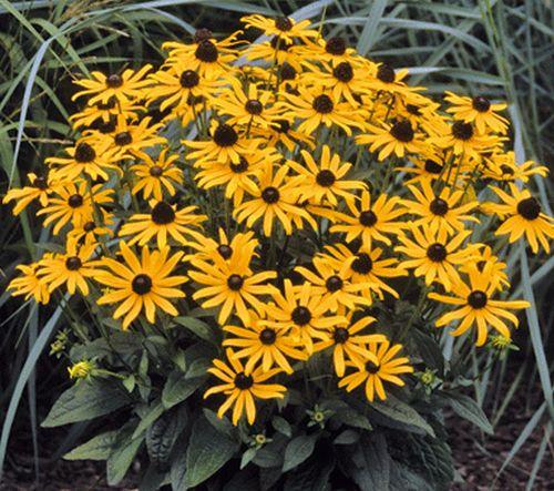 Rudbeckia fulgida 'Little Goldstar' PBR