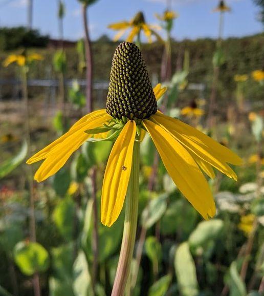 Rudbeckia maxima