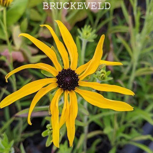 Rudbeckia missouriensis