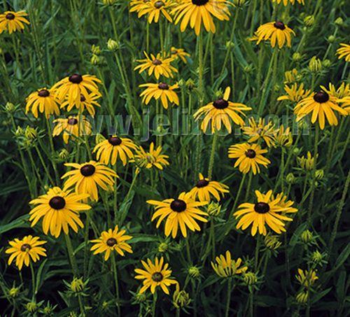 Rudbeckia fulgida var. speciosa