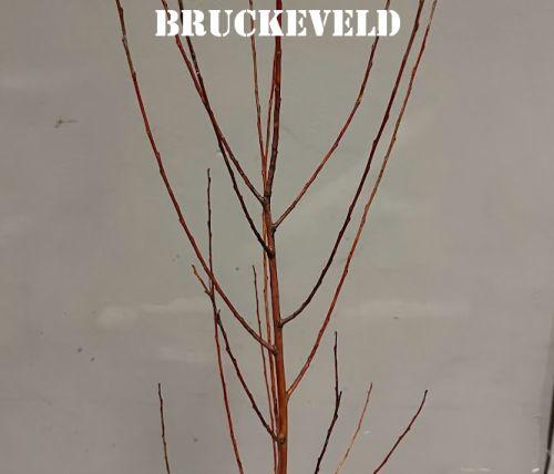 Salix alba 'Yelverton'