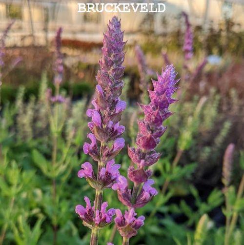 Salvia nemerosa 'Amethyst'