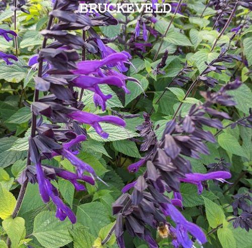 Salvia 'Amistad' PBR