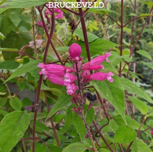 Salvia involucrata 'Bethelii'
