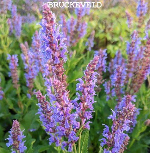 Salvia nemerosa 'Blauhügel'