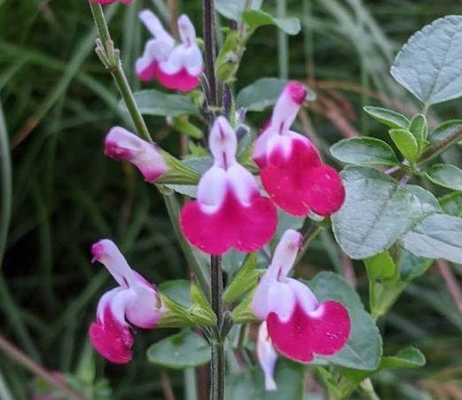 Salvia greggii 'Cherry Lips'