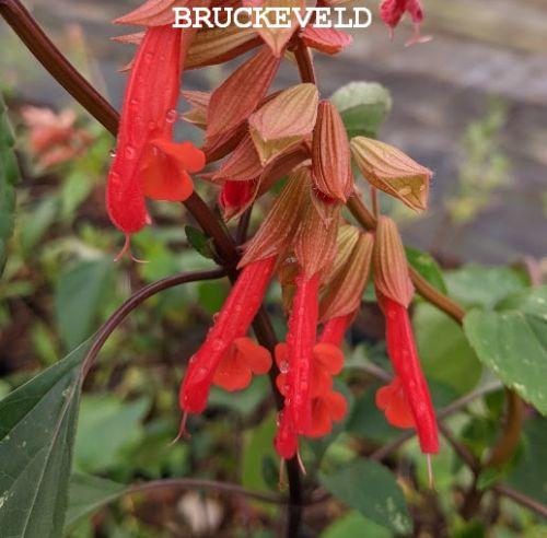 Salvia 'Ember's Wish'